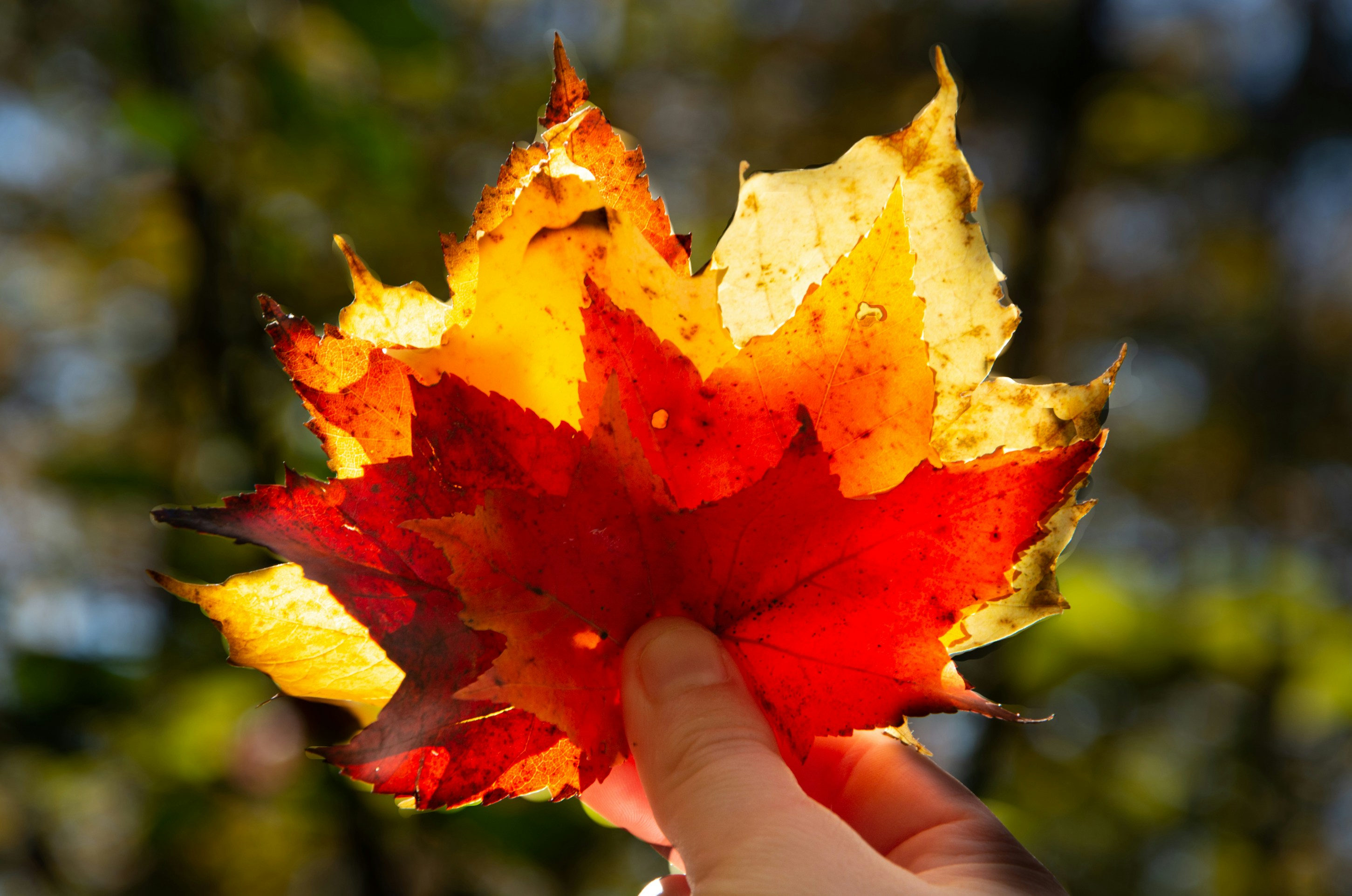 Photo by letslivealife