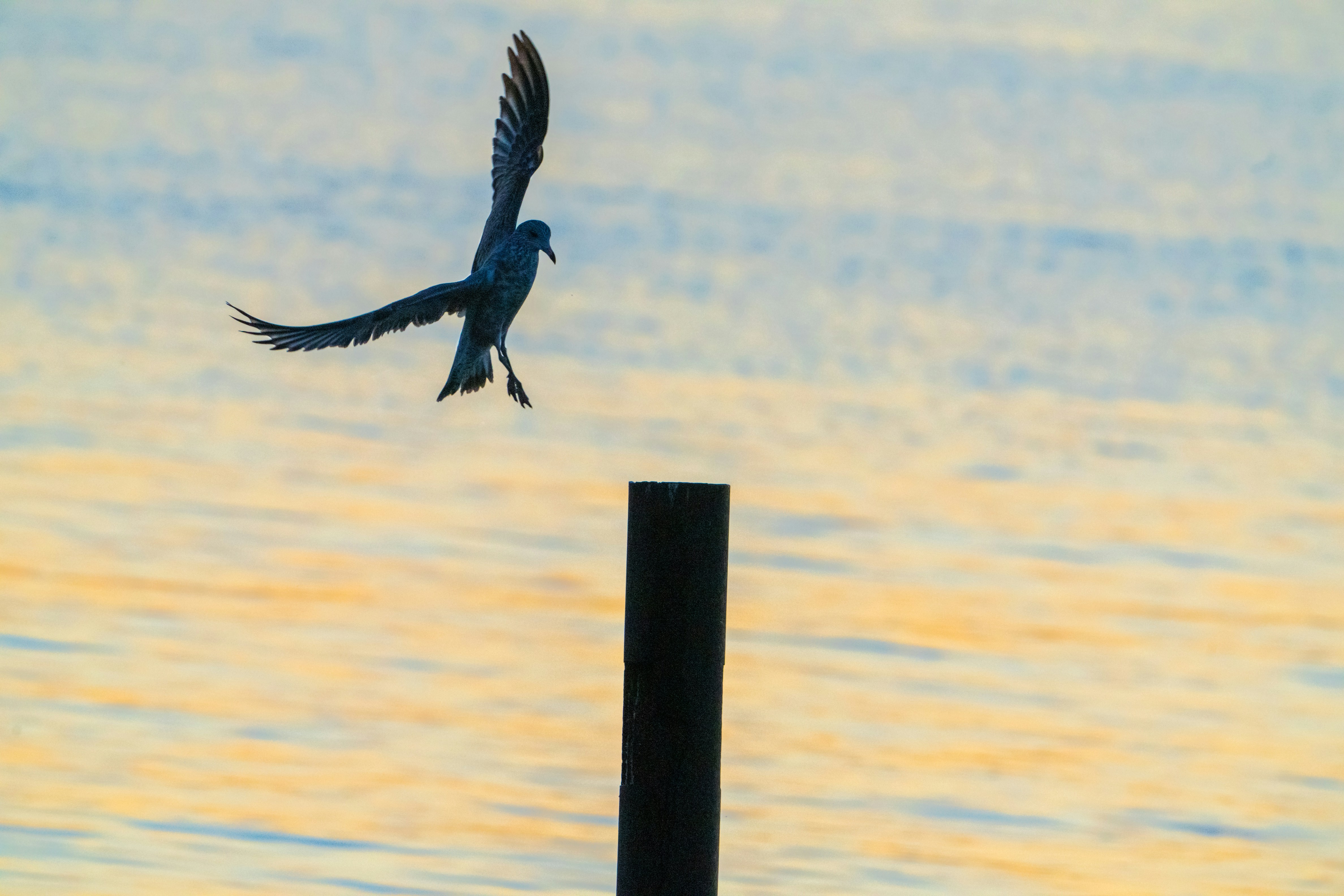 Foto zum Thema Ein Vogel fliegt über ein Gewässer Kostenloses Bild zu Tier auf Unsplash