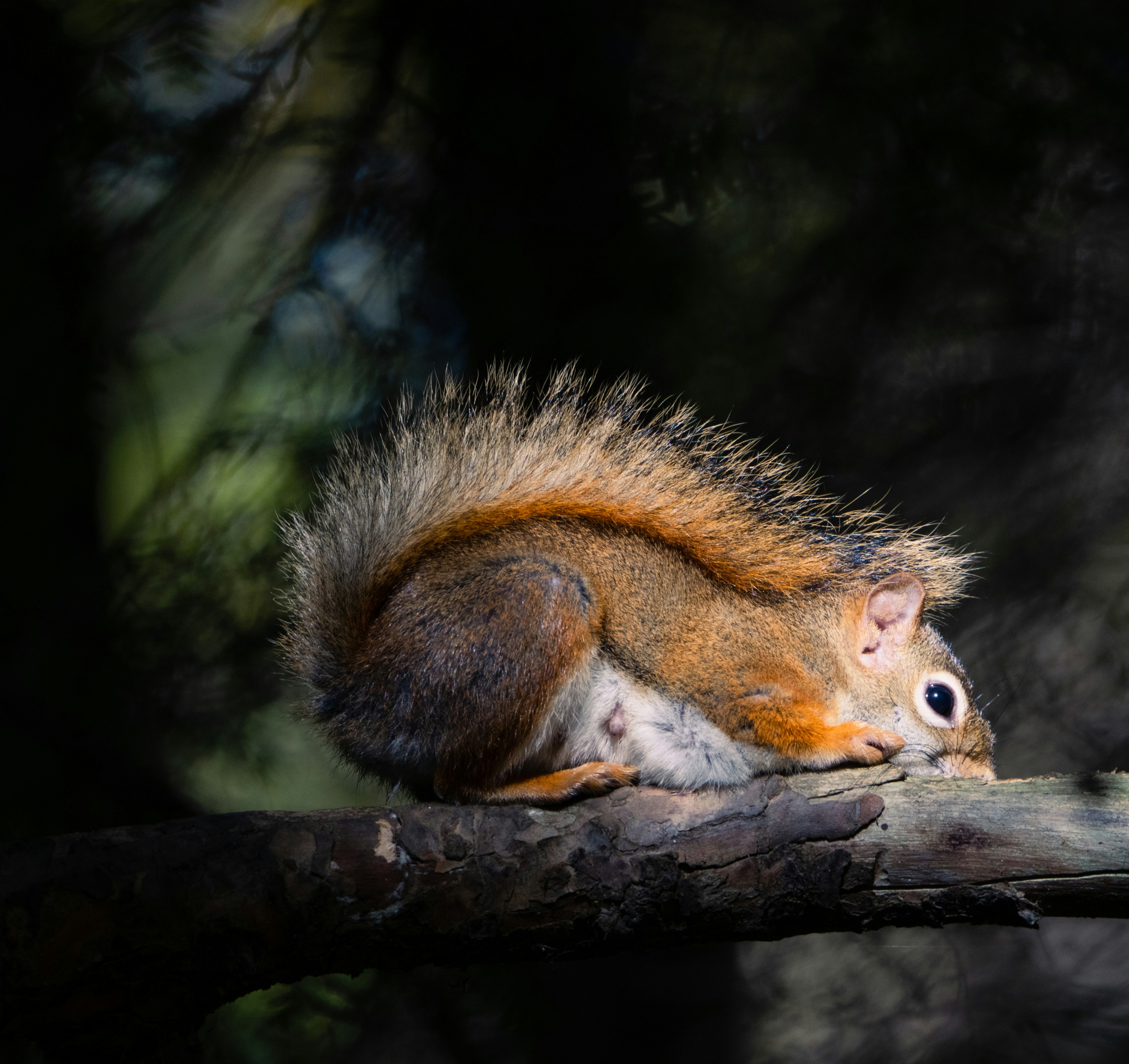 a squirrel sitting on top of a tree branch