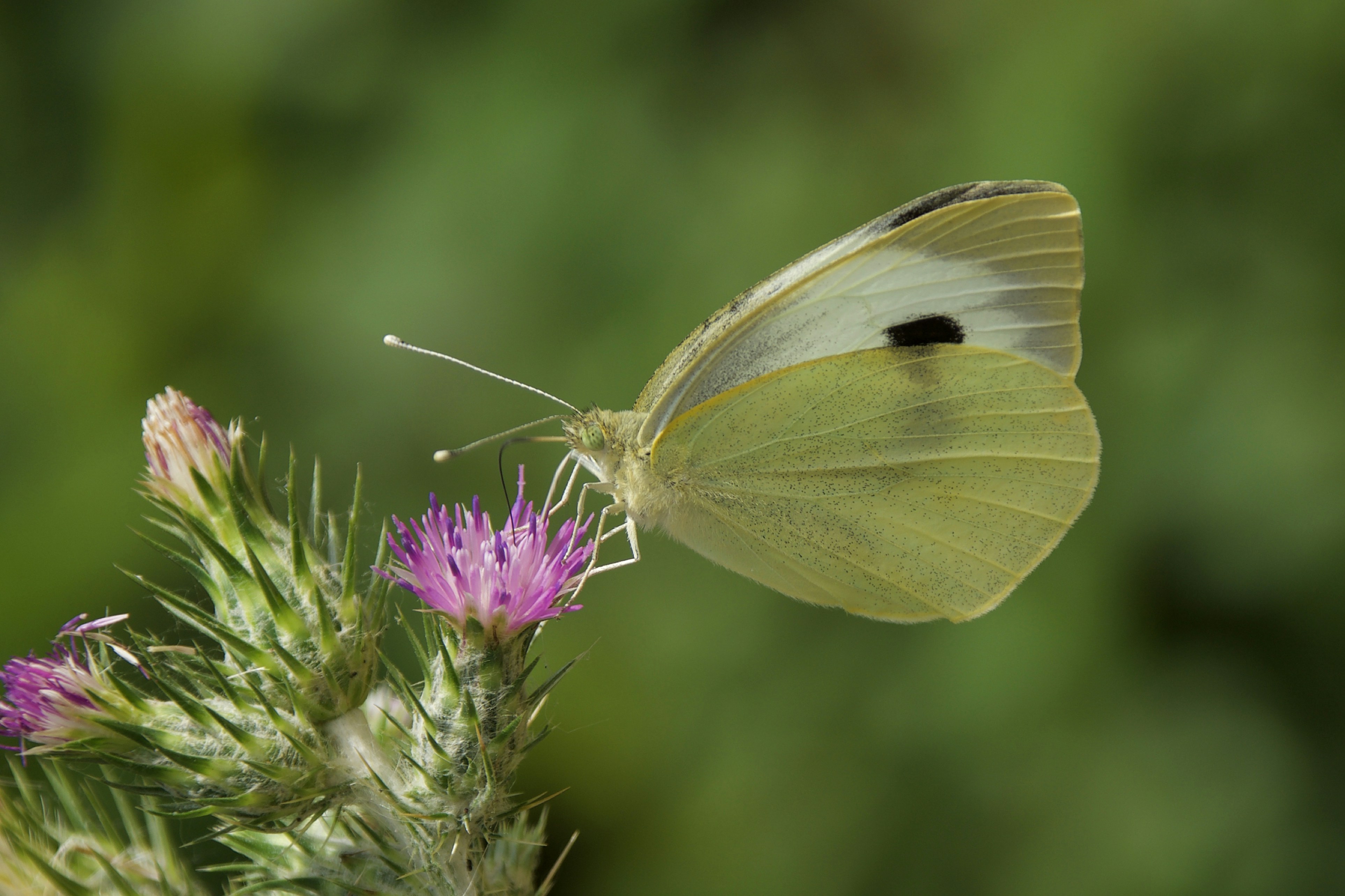 Photo by mariobeducci