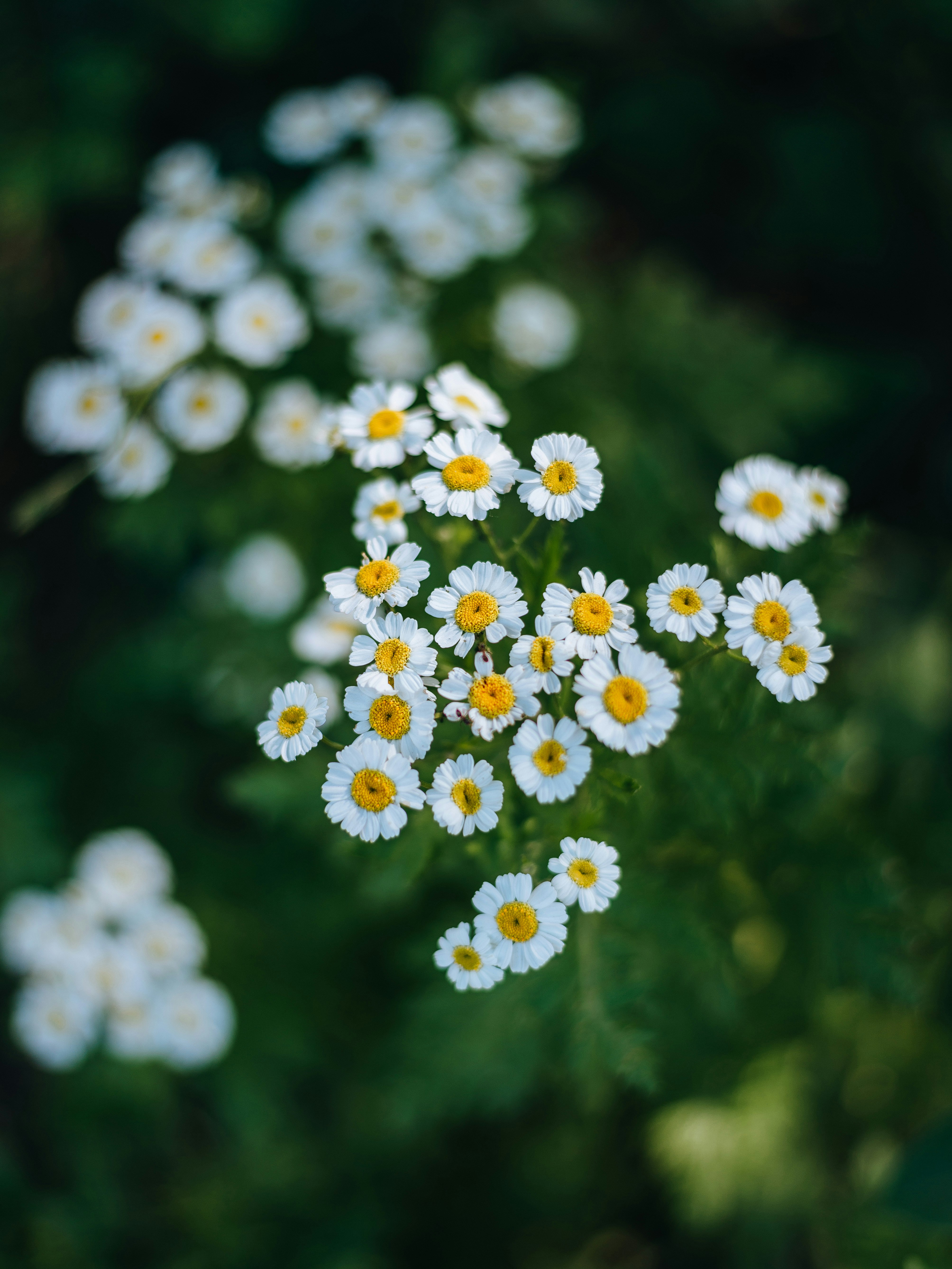 Photo by gabor_veres