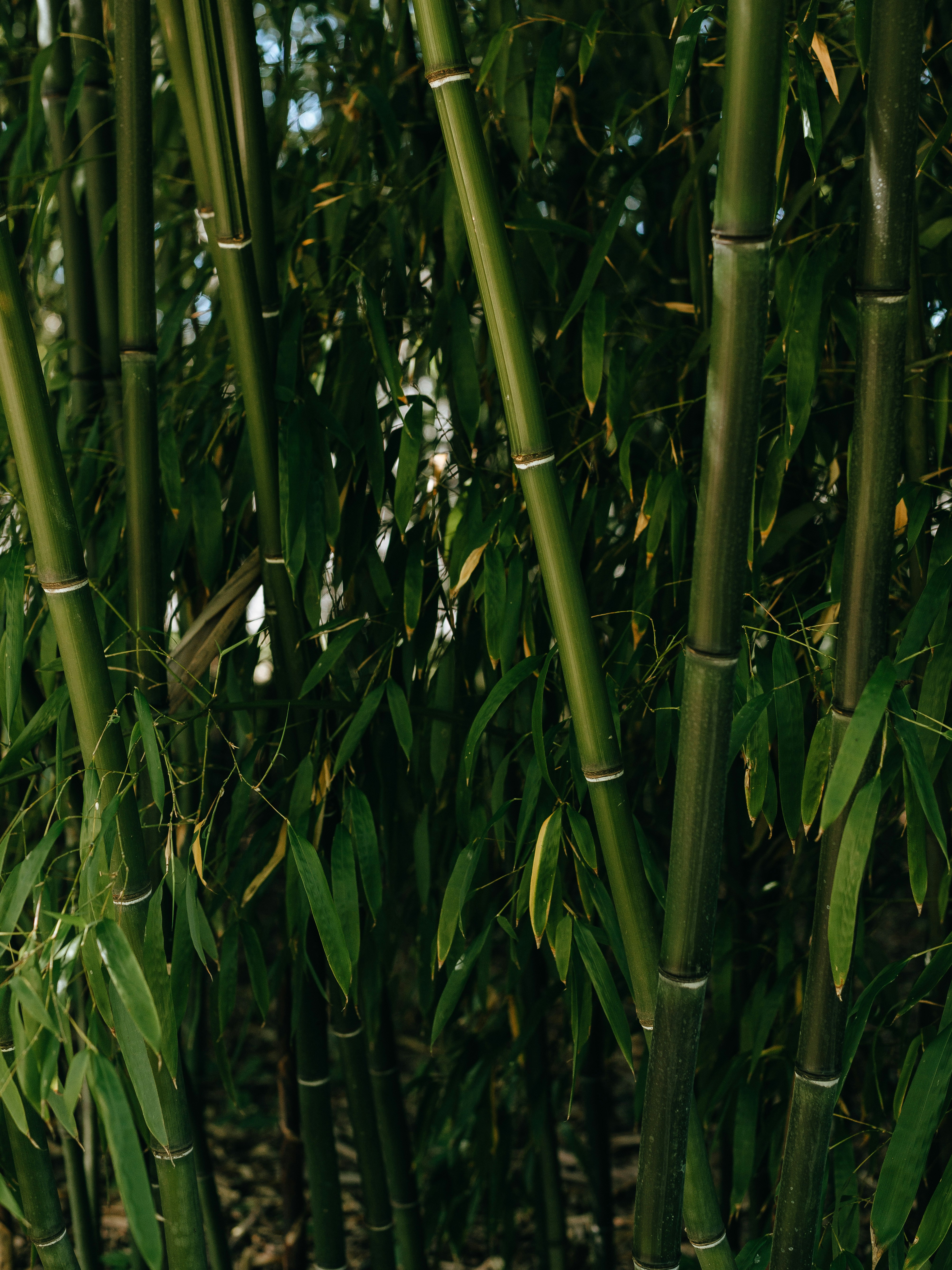 Photo by gabor_veres