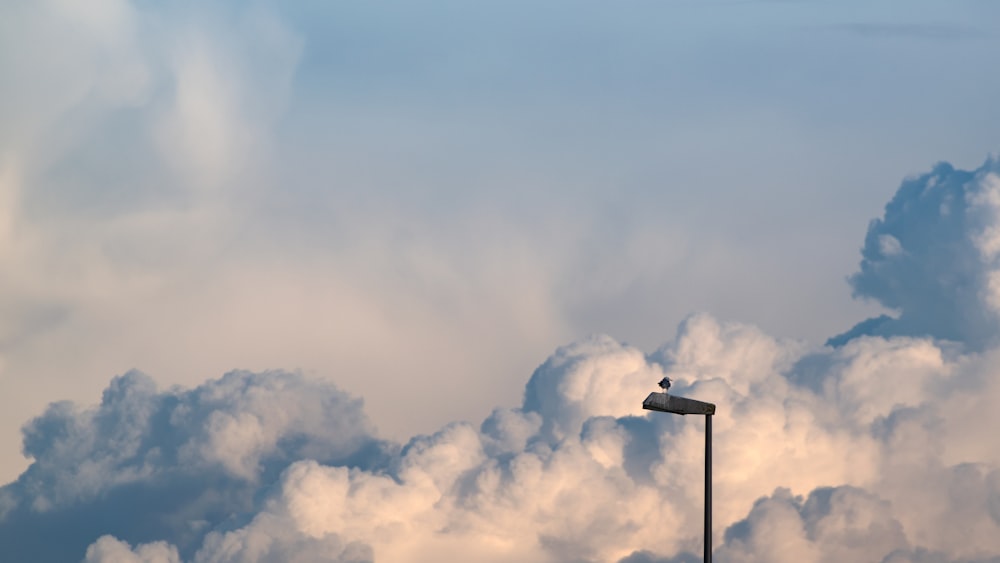 a bird sitting on top of a street light