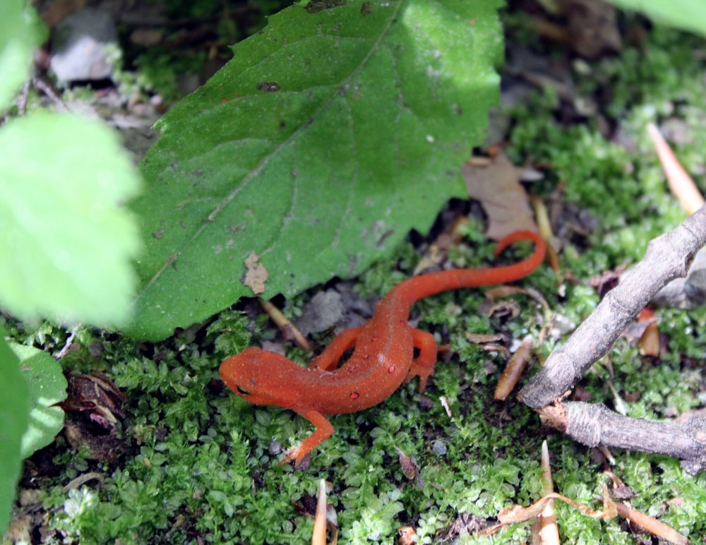 a red slug crawling on the ground in the forest