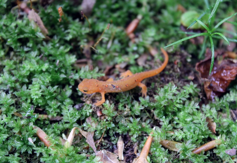 a close up of a lizard on a mossy surface