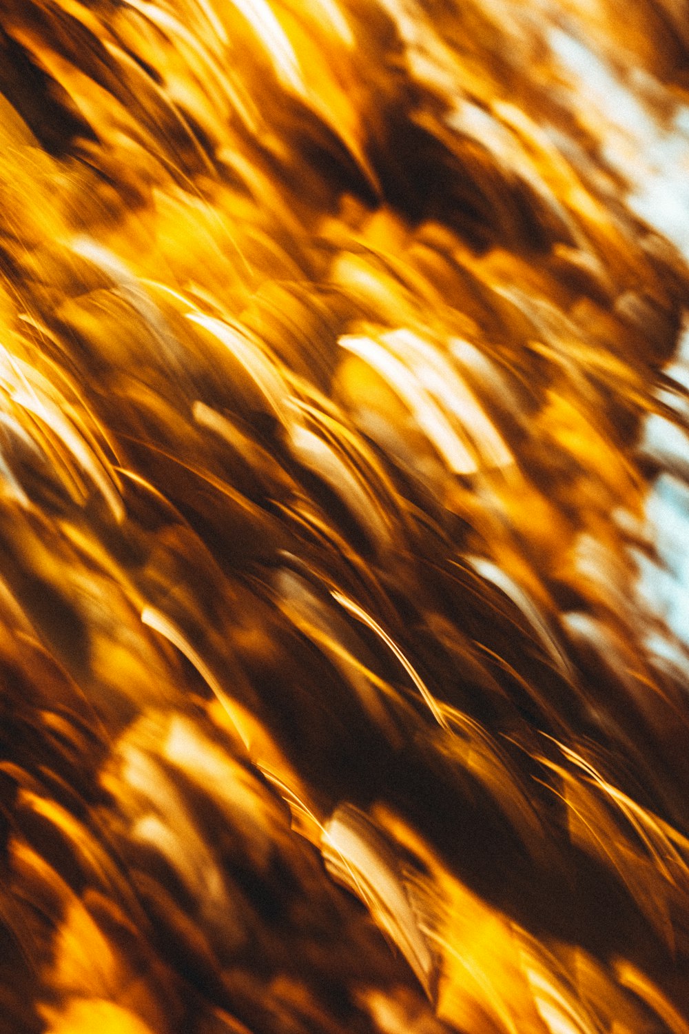 a blurry photo of a tree with yellow leaves