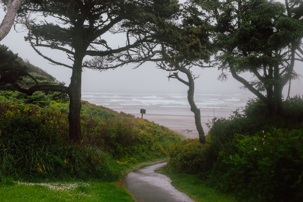 a person standing on a path near the ocean