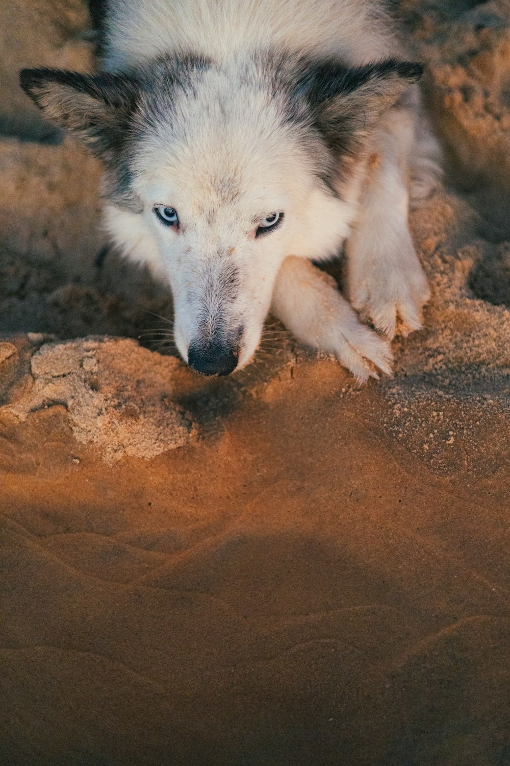 a white and black dog laying on top of a sandy ground