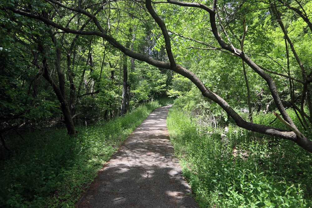 a path through a forest with lots of trees