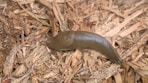 a slug crawling on wood chips on the ground