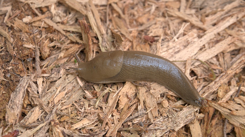 a slug crawling on wood chips on the ground
