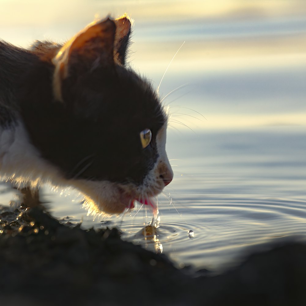a black and white cat drinking water from a pond