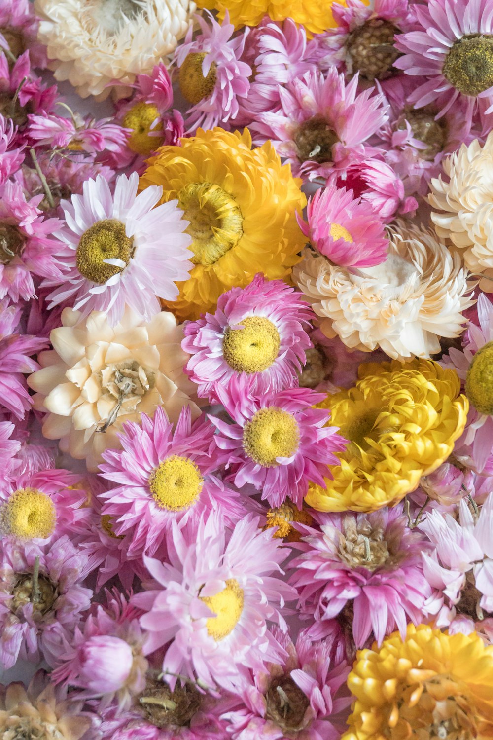 a close up of a bunch of flowers