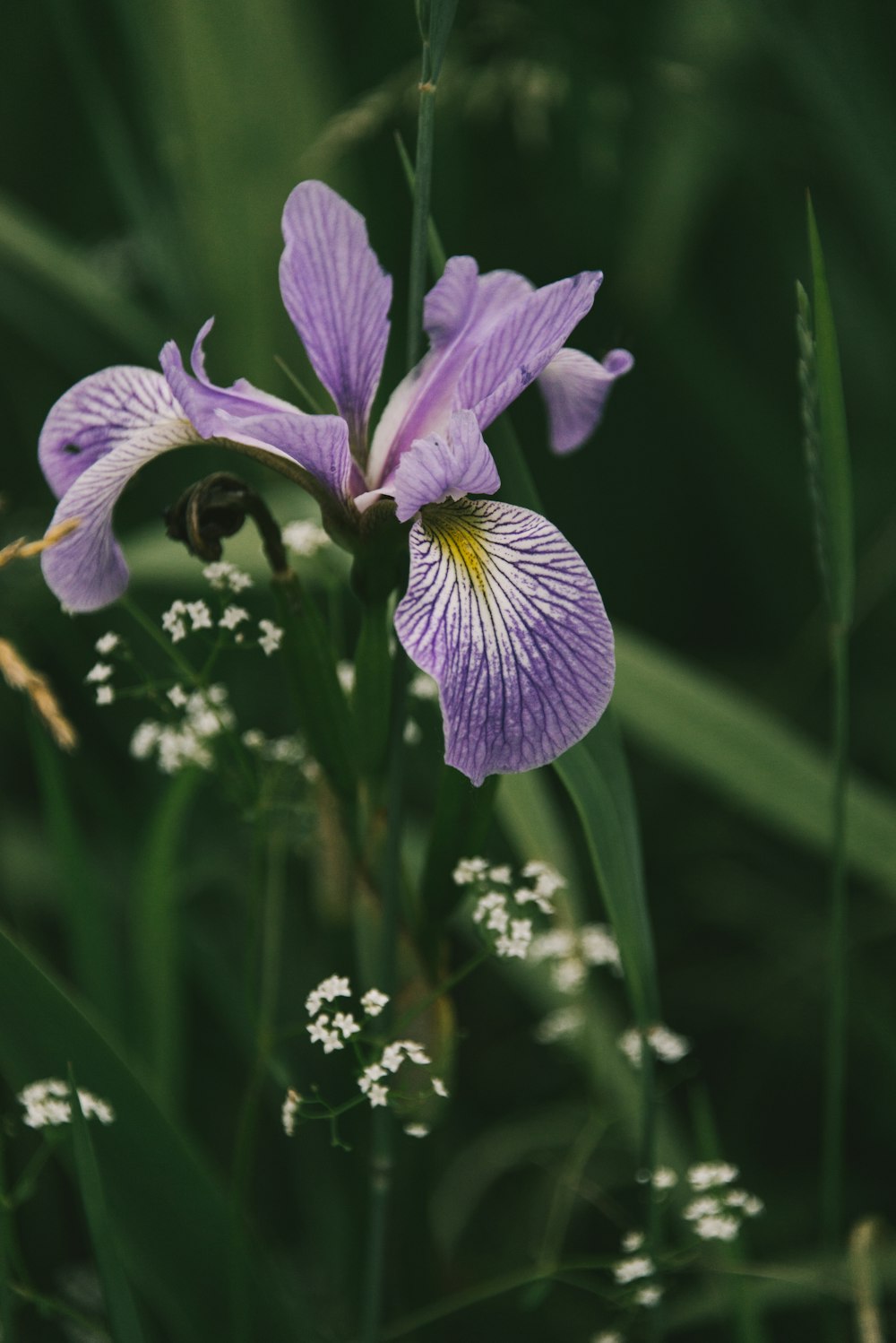 a close up of a purple flower in a field