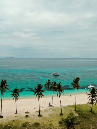 a beach with palm trees and a boat in the water