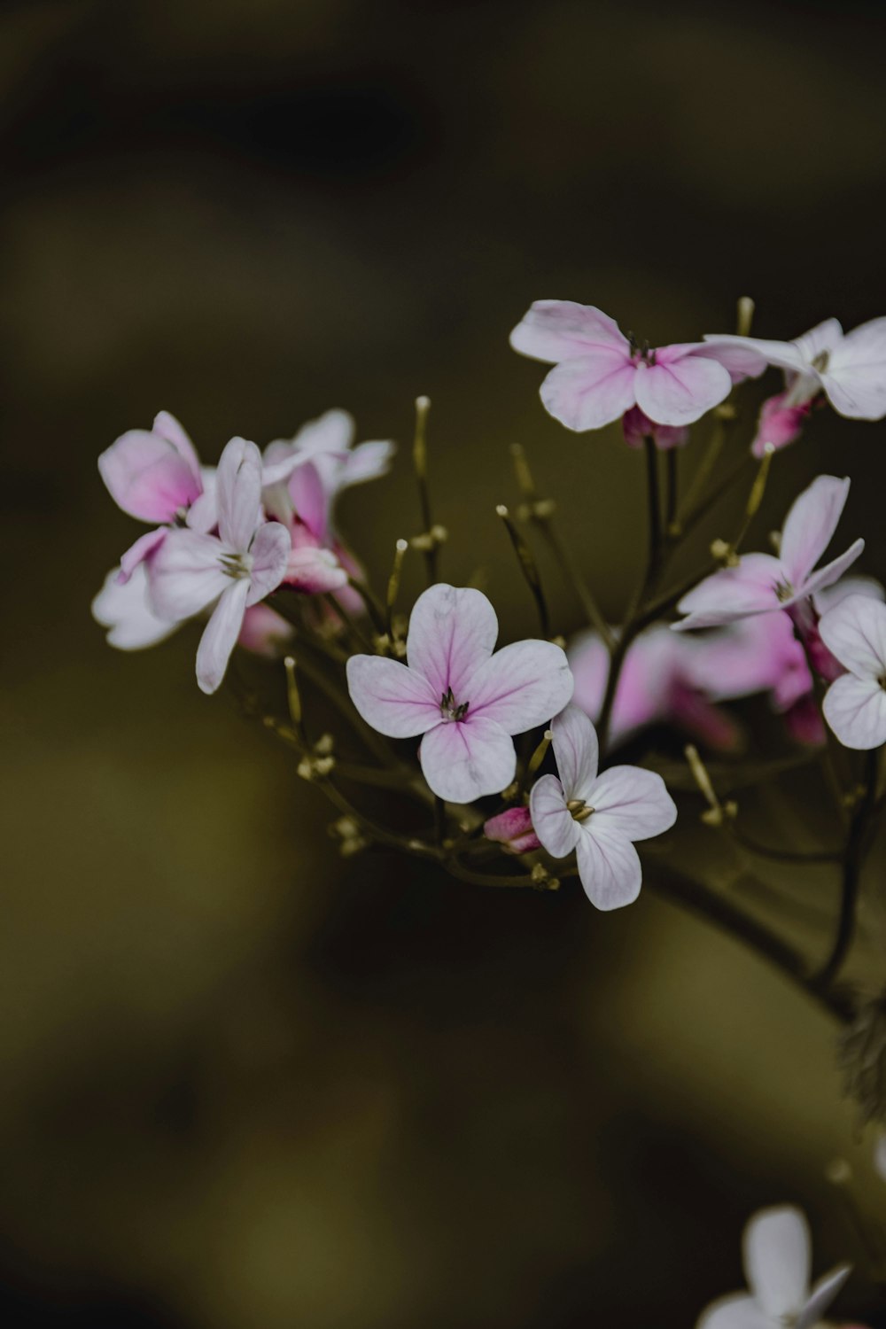 a close up of a bunch of pink flowers