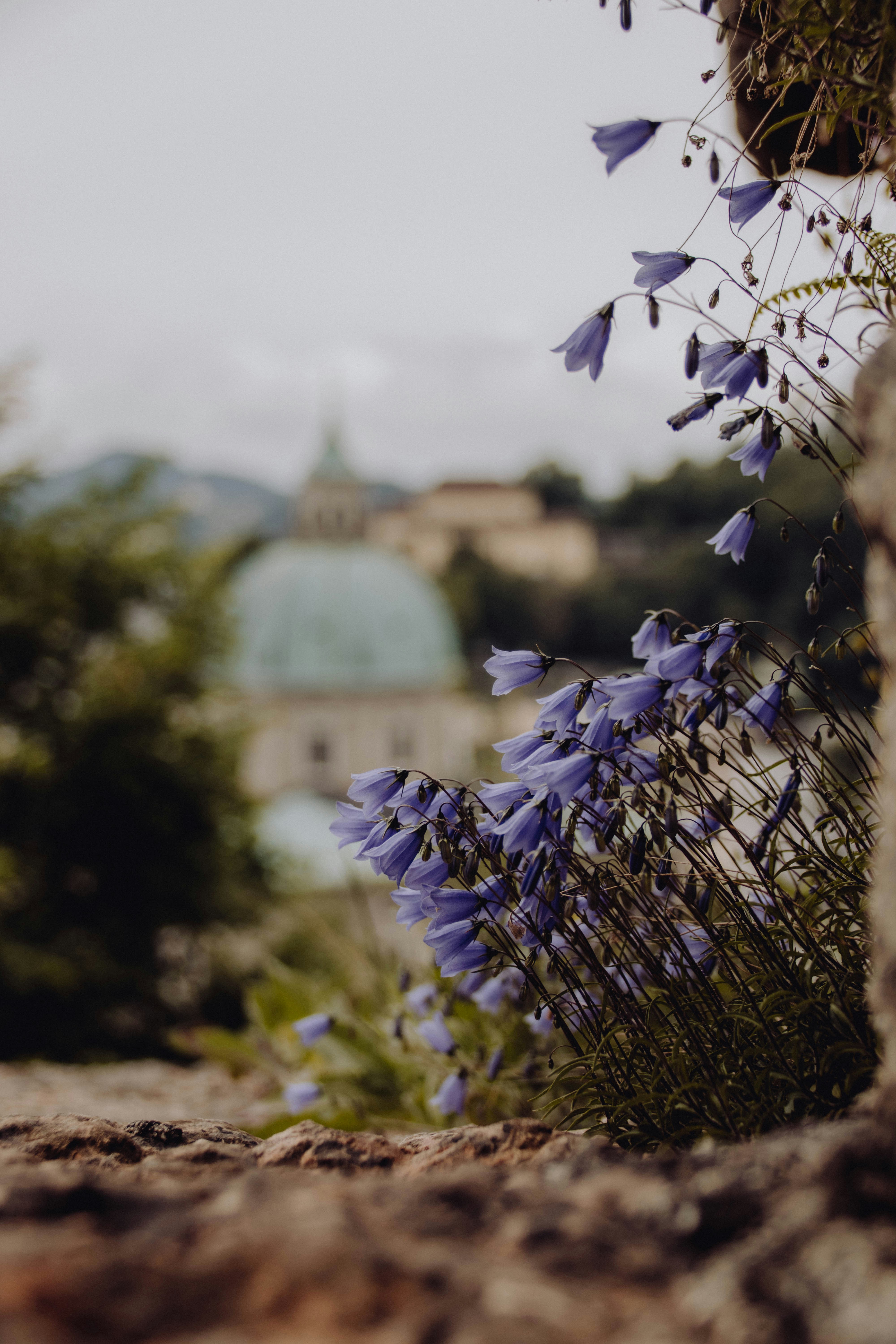 A bunch of purple flowers growing out of a stone wall photo – Free ...