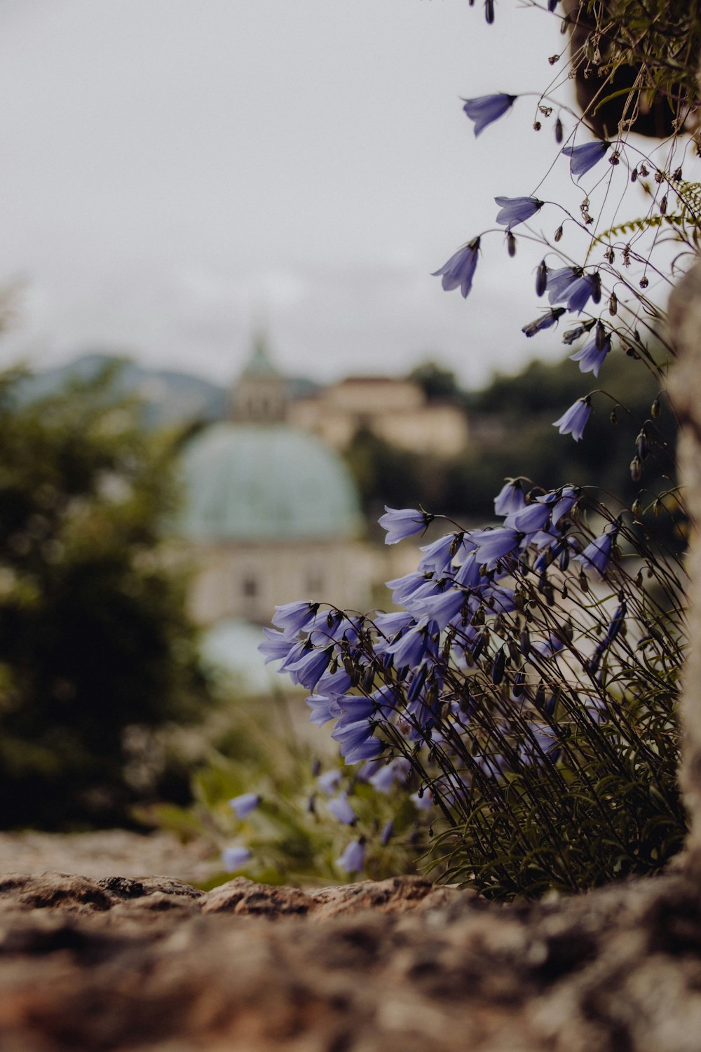 a bunch of purple flowers growing out of a stone wall