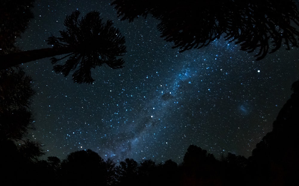 the night sky is filled with stars and trees