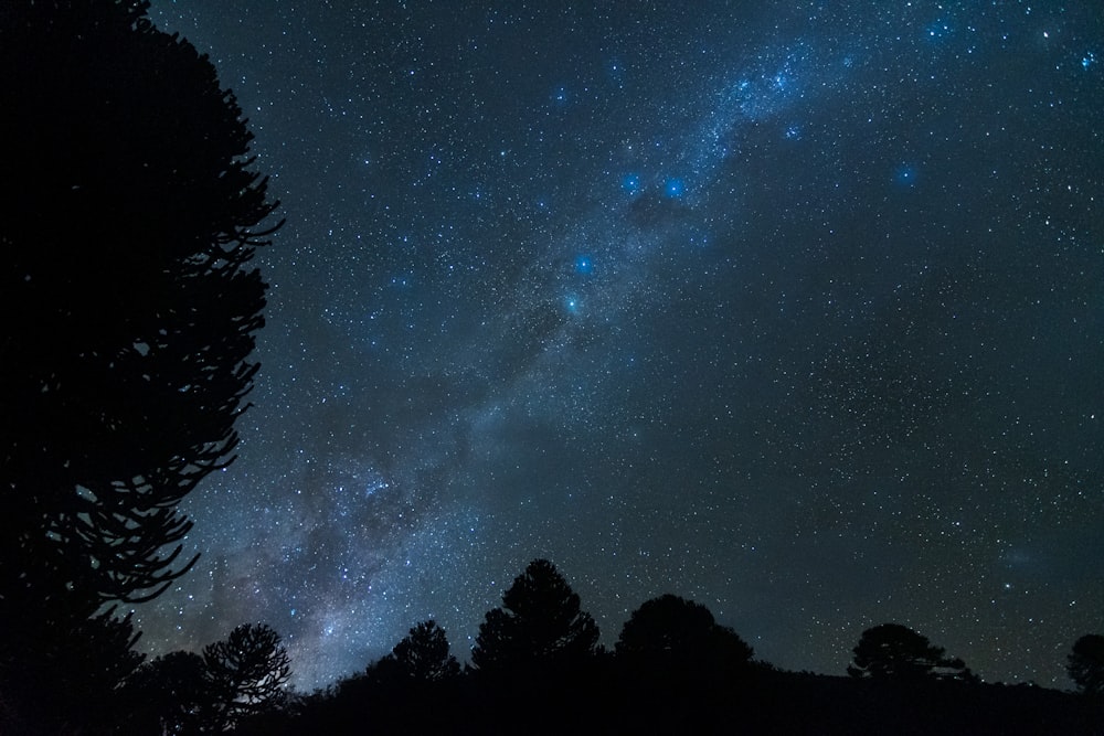 El cielo nocturno está lleno de estrellas y árboles