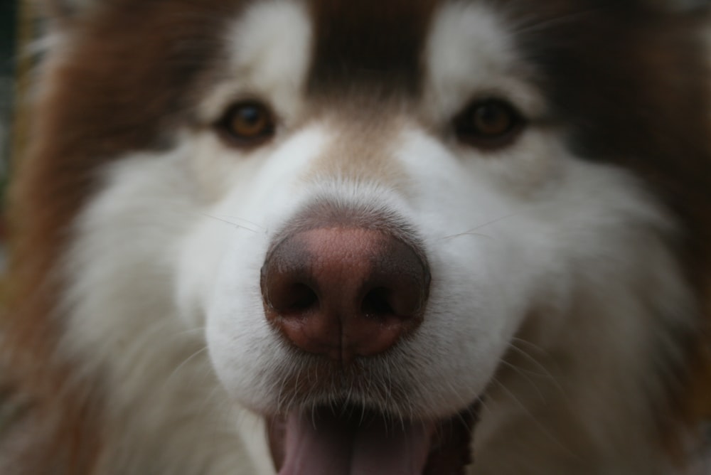 a close up of a dog's face with its tongue out