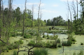 A lush, natural wetland scene featuring green vegetation, small bodies of water covered with algae, and scattered trees. The landscape is dominated by patches of grass and lily pads with a wooded area in the background. The sky is partly cloudy, adding to the tranquil atmosphere.