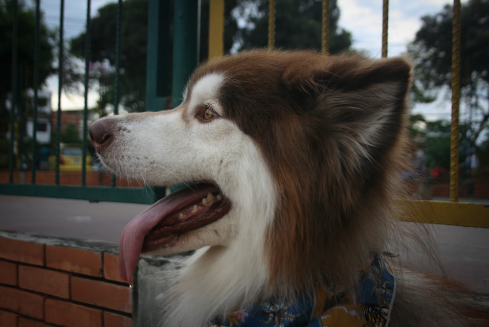 a brown and white dog with a bandanna around its neck