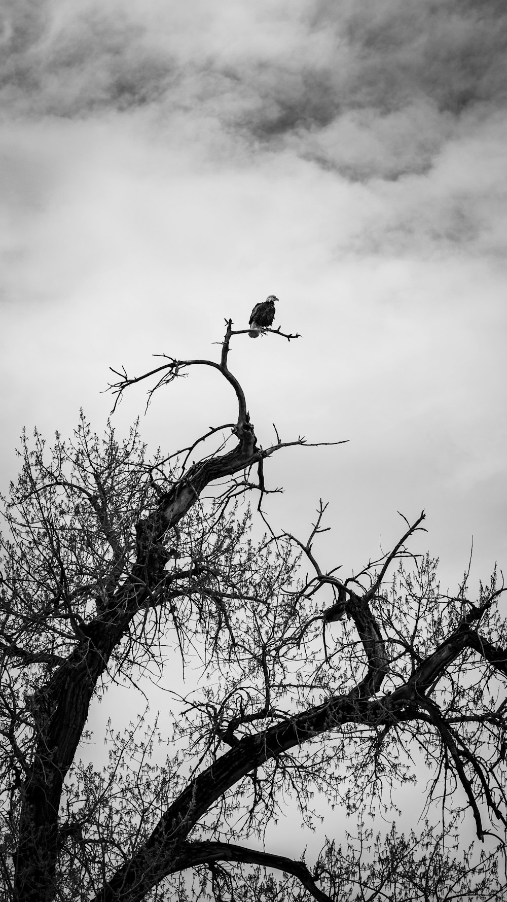 a black and white photo of a bird perched on a tree branch