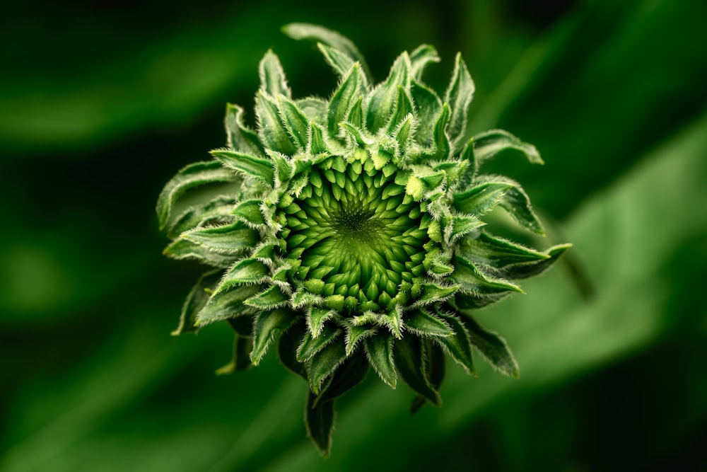 a close up of a green flower with leaves in the background