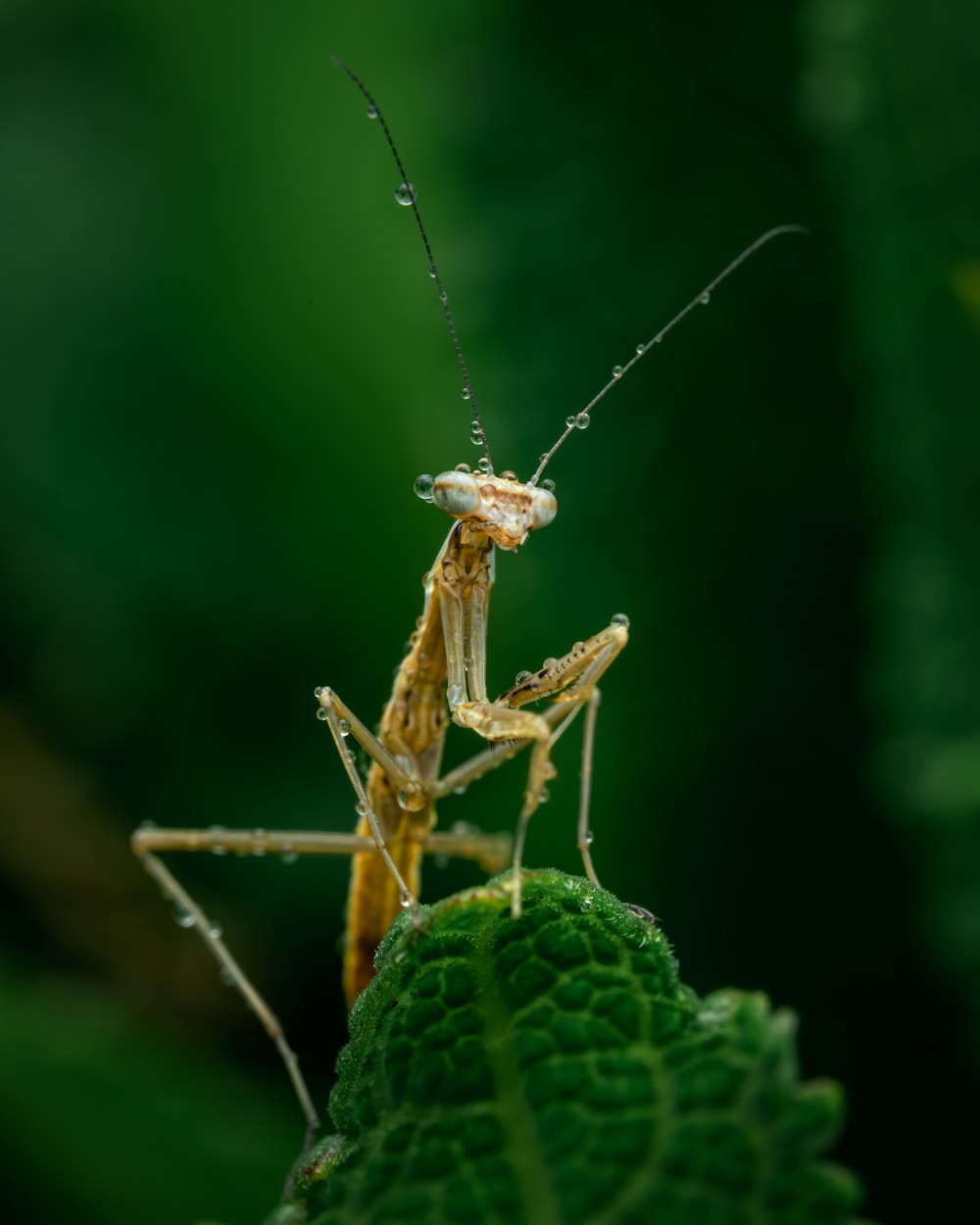 a close up of a grasshopper on a leaf