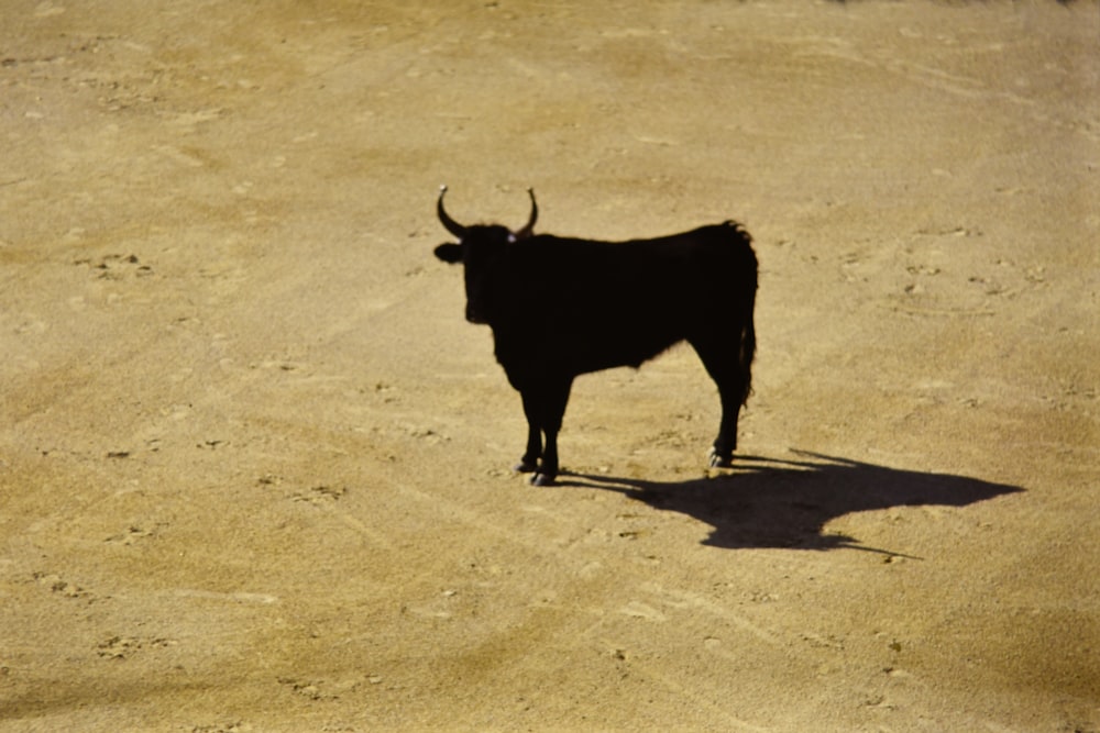 a black bull standing in the middle of a dirt field