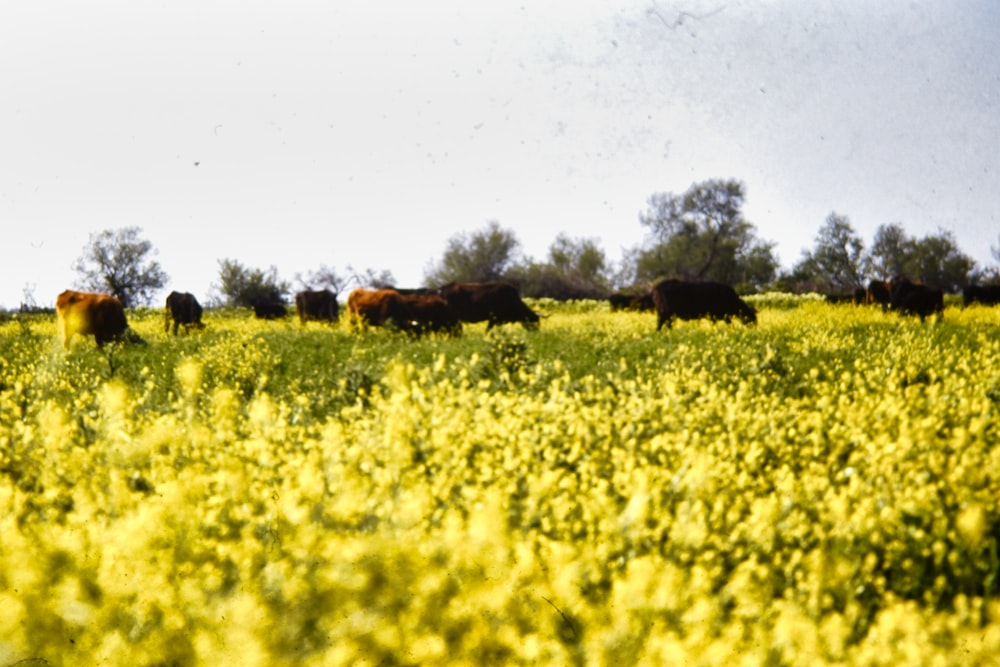 a herd of cattle grazing on a lush green field