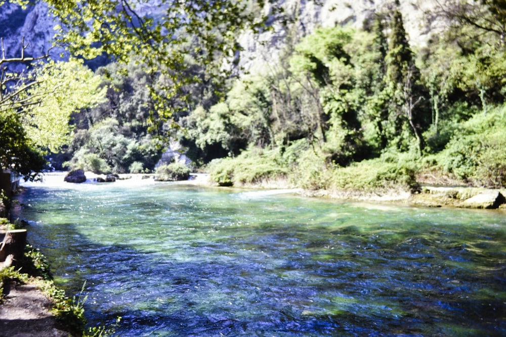 a river running through a lush green forest