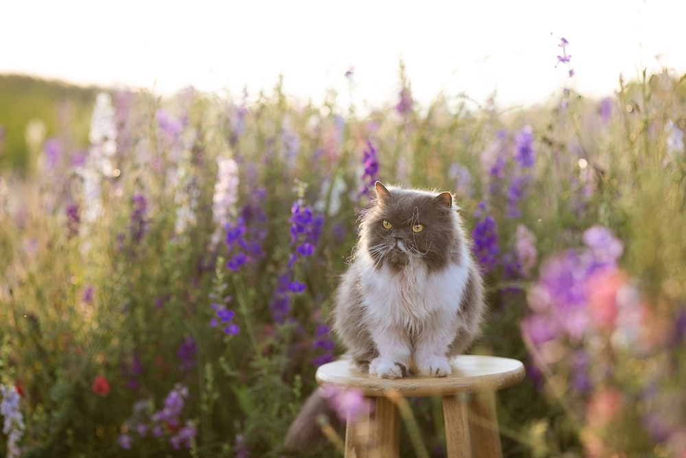 a cat sitting on top of a wooden stool in a field of flowers