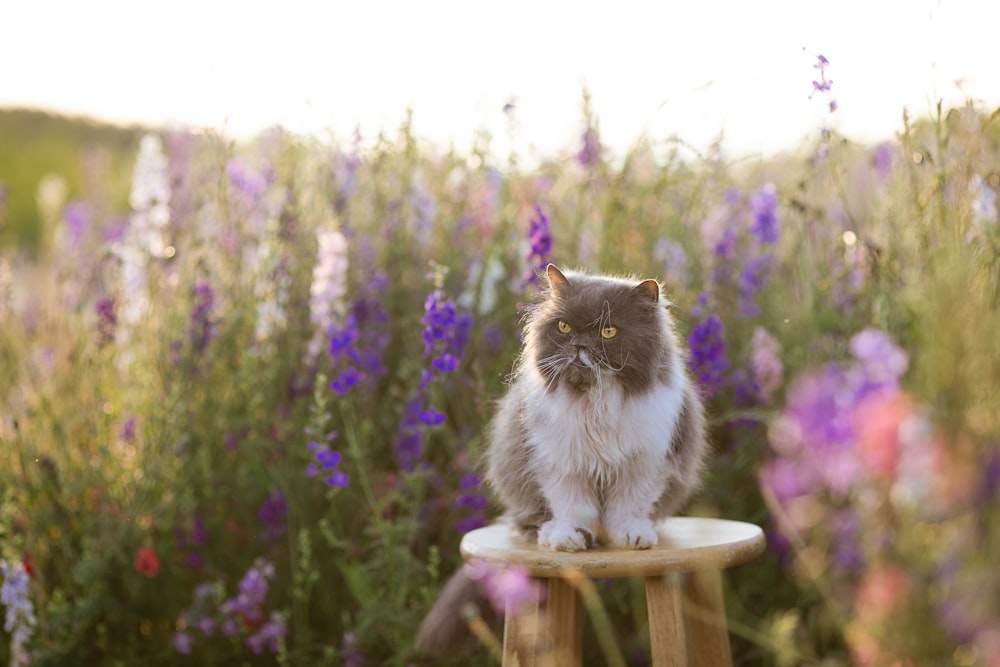 Eine Katze sitzt auf einem Holzhocker in einem Blumenfeld