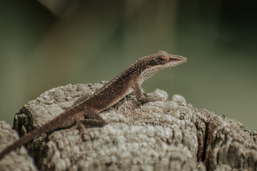 um lagarto sentado em cima de um toco de árvore