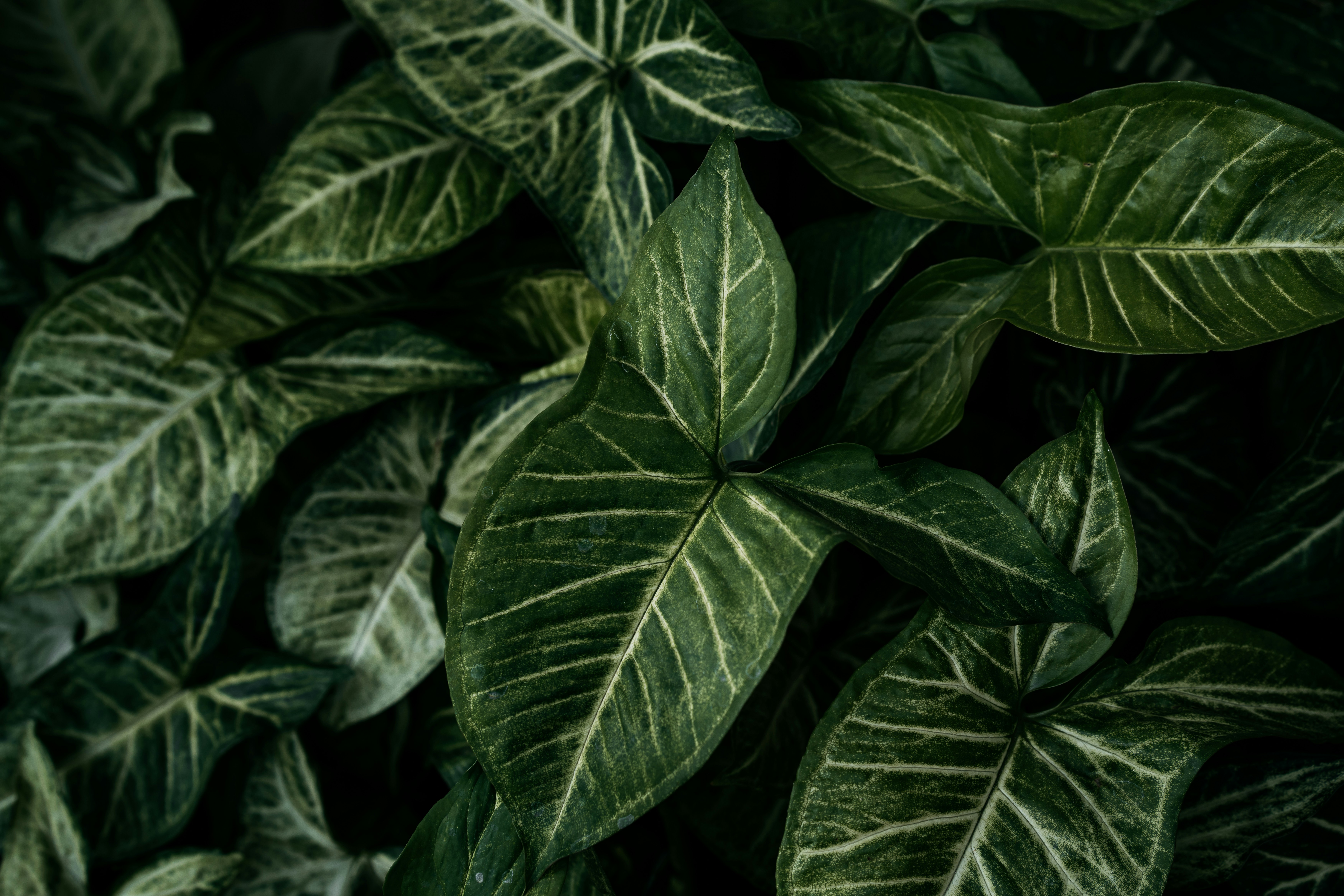 Photo by brunocervera