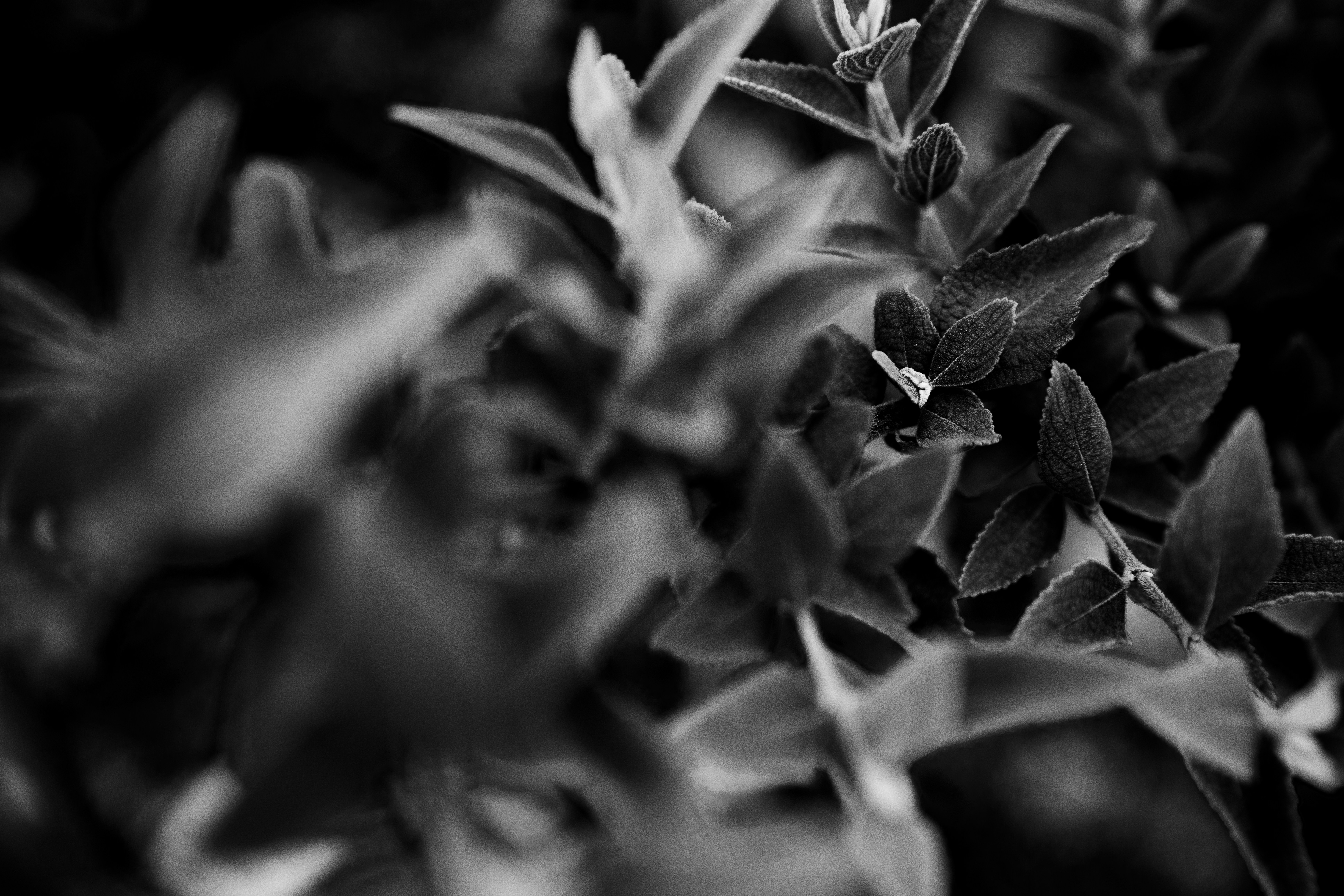 Photo by brunocervera