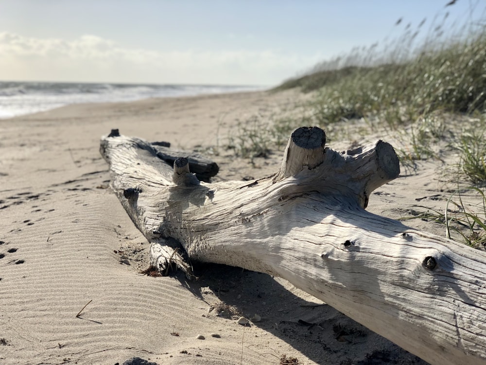 a piece of driftwood on a sandy beach