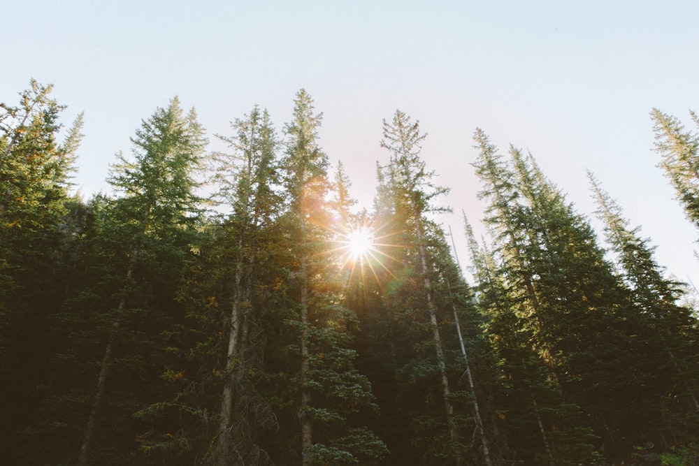 the sun is shining through the trees in the forest