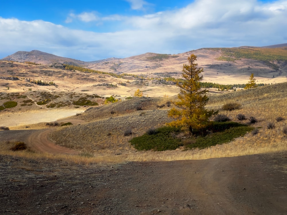 a dirt road with a tree on the side of it