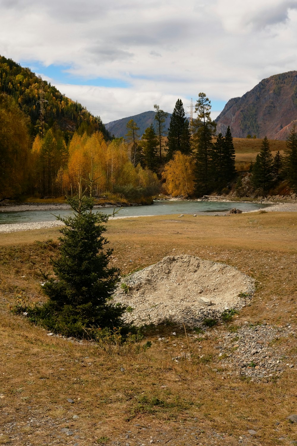 a small tree in a field next to a river