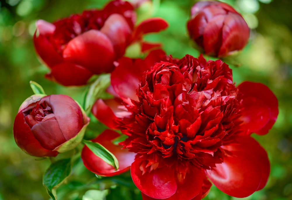 a close up of a bunch of red flowers