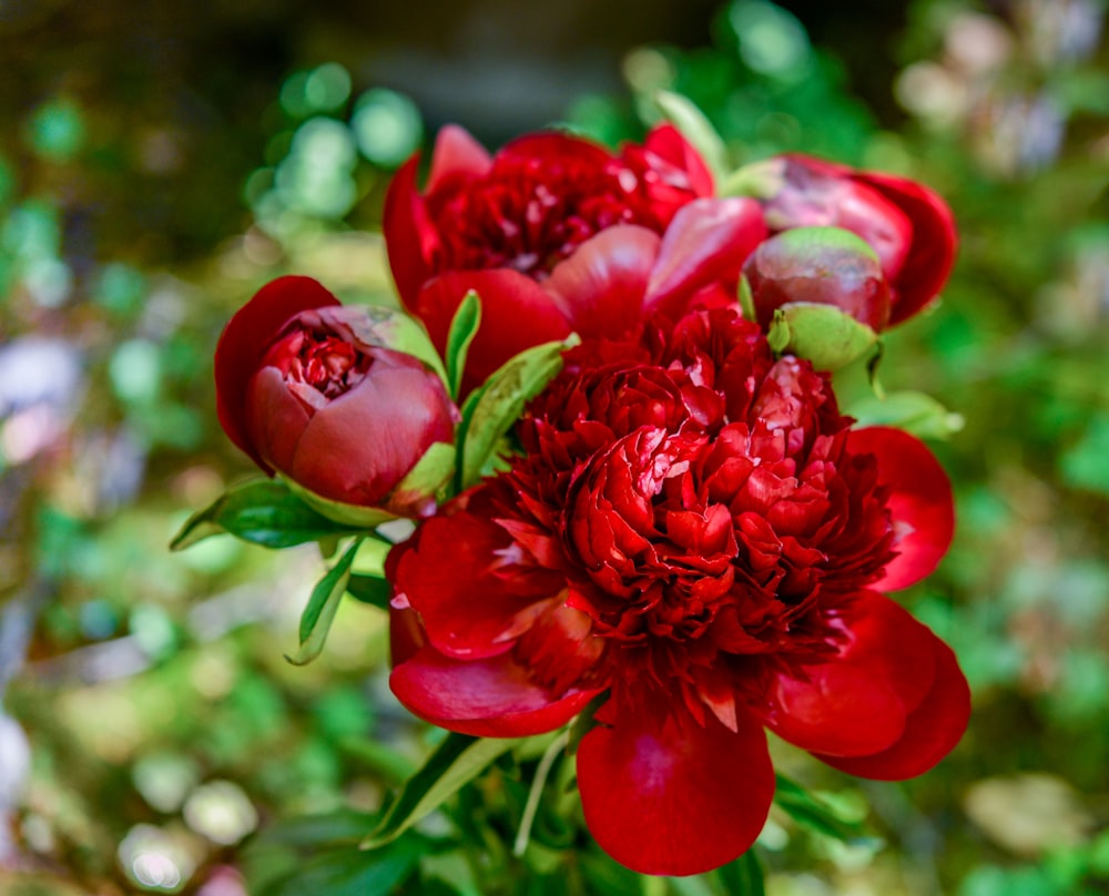 a vase filled with red flowers on top of a table