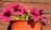 A terra cotta-colored pot holds vibrant magenta petunias with delicate green leaves. The flowers are set against a wooden background, which suggests an outdoor setting with natural sunlight casting gentle shadows.