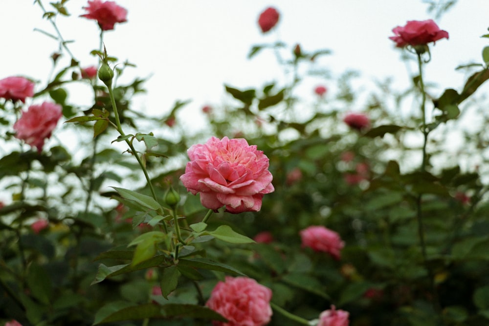 a pink flower is blooming in a garden