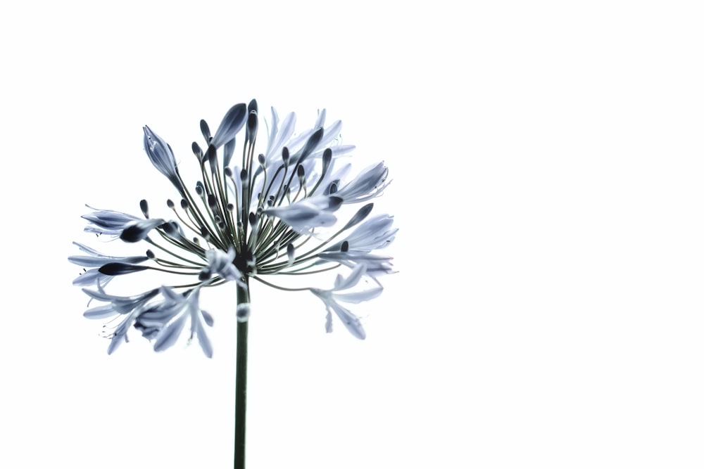 a large white flower on a white background