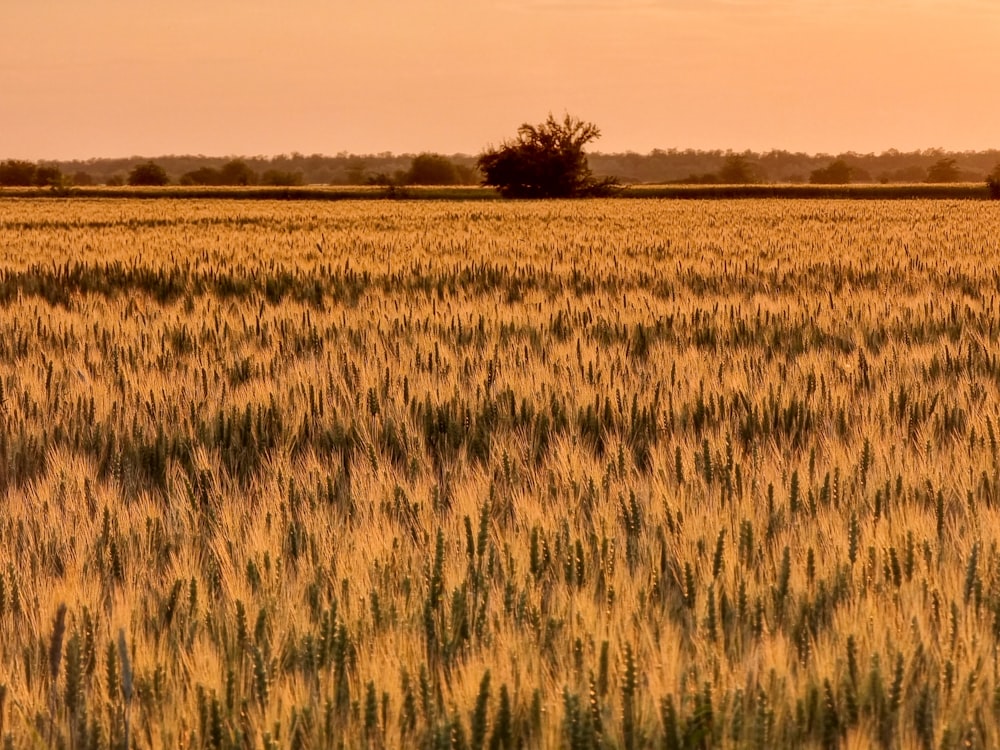 Un champ de blé avec un arbre solitaire au loin