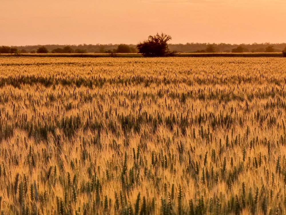 a field of wheat with a lone tree in the distance