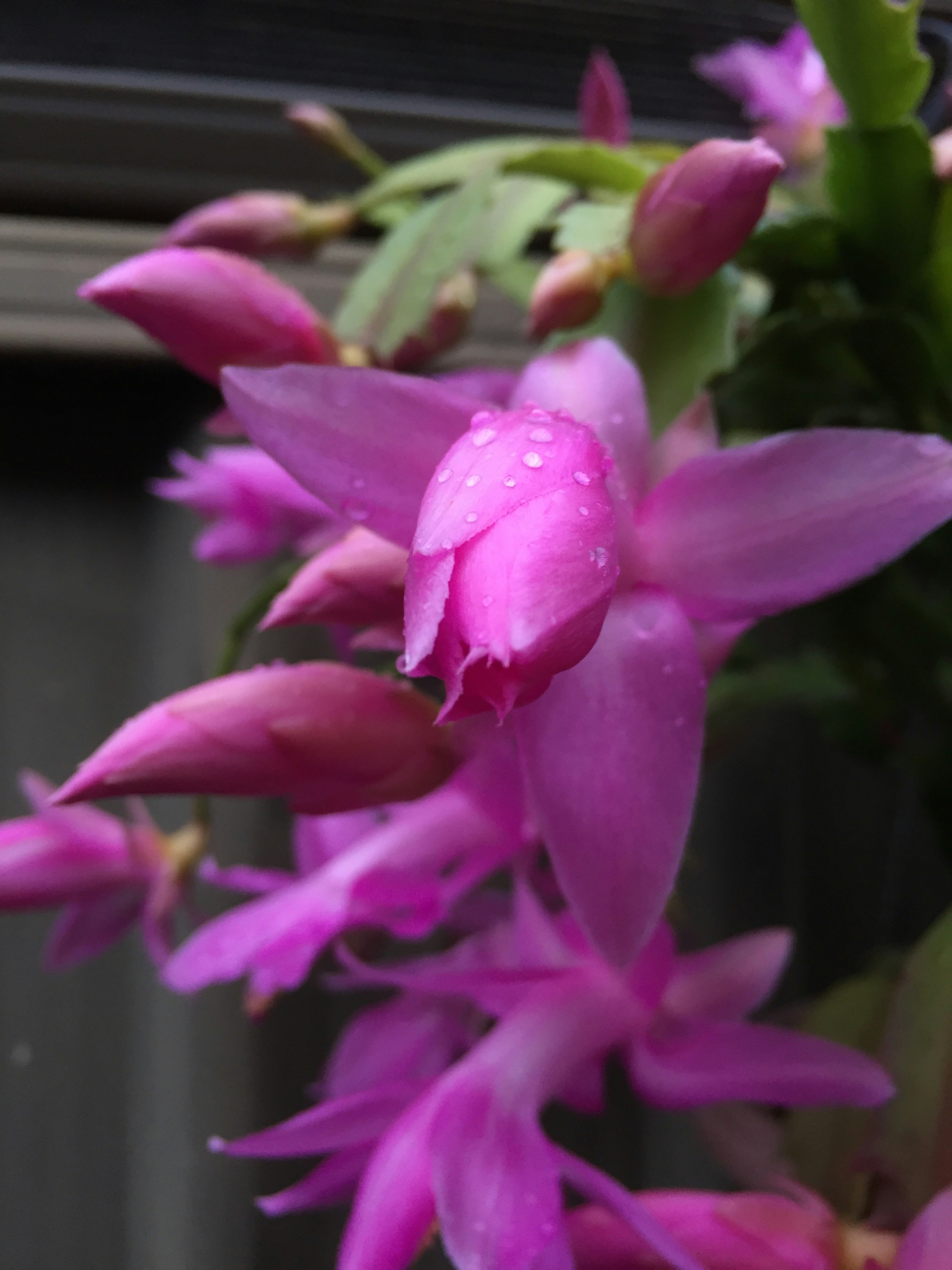 Exotic flowering cactus - Vibrant pink Orchid Cactus in full bloom